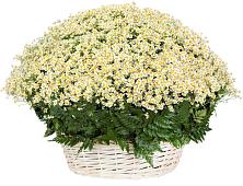 Цветочная композиция из Ромашки в корзине #REPLACE_PRED# Перхушково